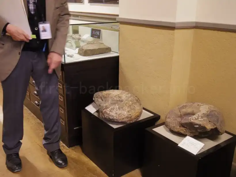 北海道大学総合博物館のボランティアガイドによる展示解説、アンモナイト