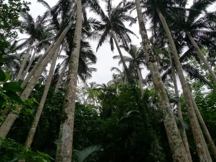 石垣島 前原ヤエヤマヤシ
