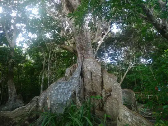 【西表島発】上原港が欠航の時は、仲間川ツアーが手軽で◎だった