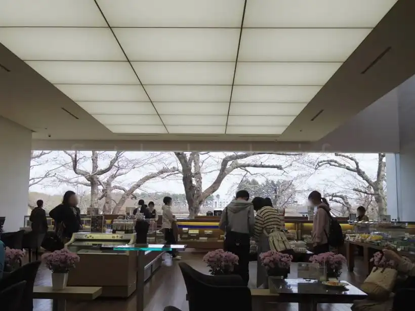 六花亭・五稜郭店の店内から見える桜の木