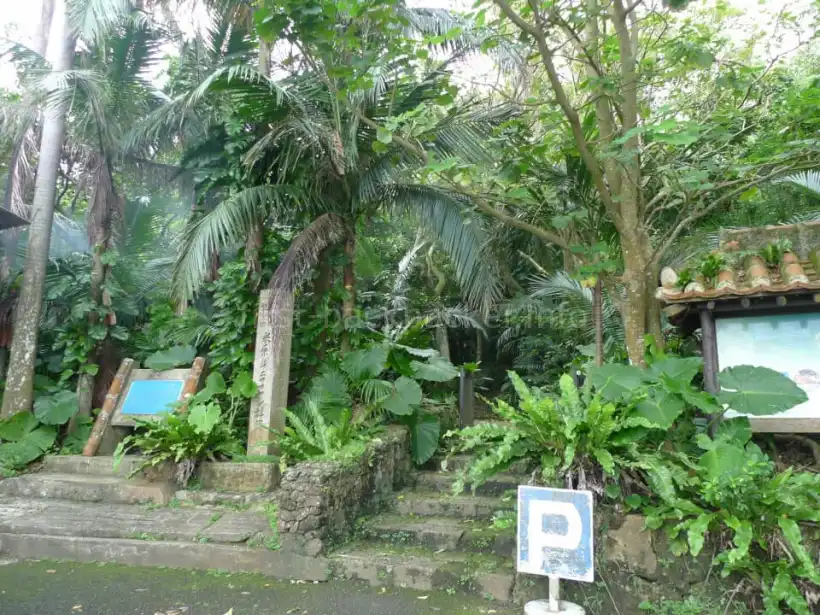 石垣島 前原ヤエヤマヤシ