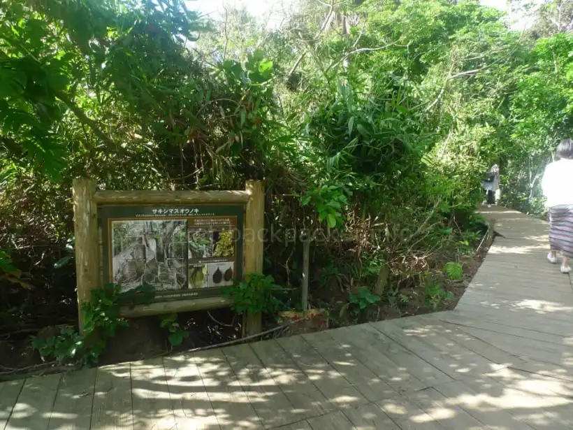 サキシマスオウノキ見学の遊歩道