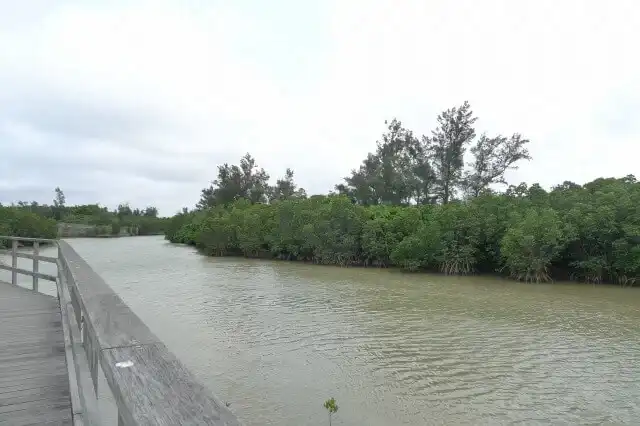 島尻マングローブの遊歩道