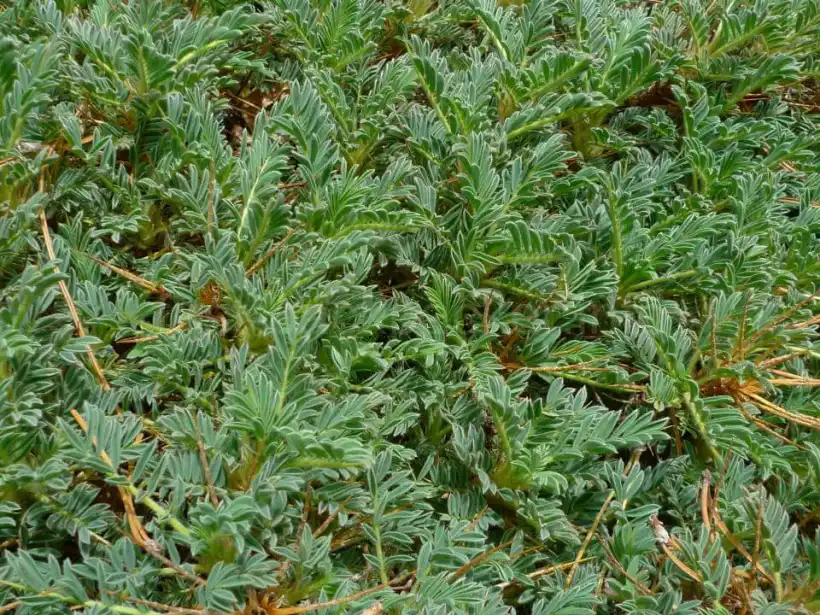 シチリア・Etna Peopleツアーのエトナ山トレッキング中にあった痛い草