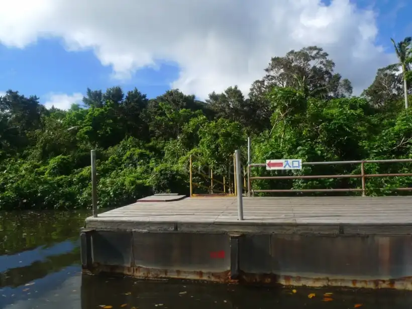 仲間川クルーズのサキシマスオウノキの見学スポットの桟橋