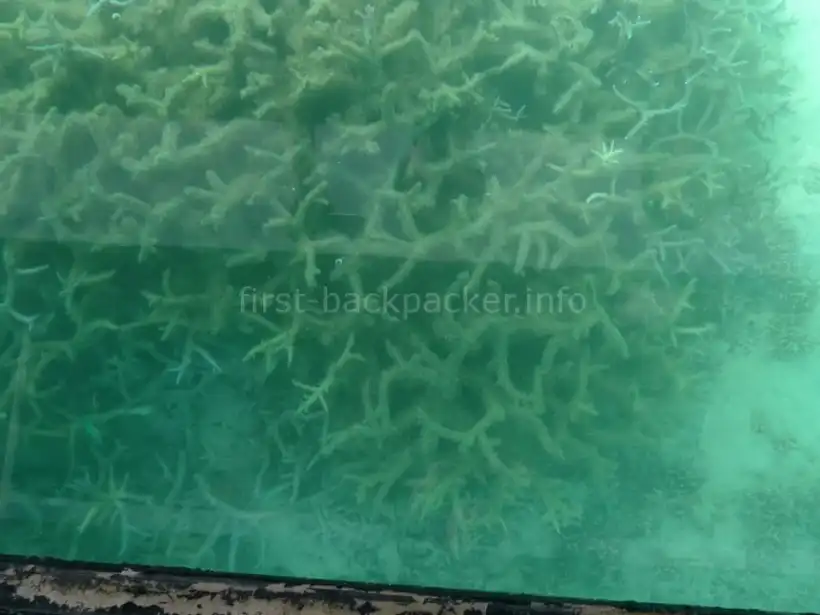 石垣島 川平湾グラスボート