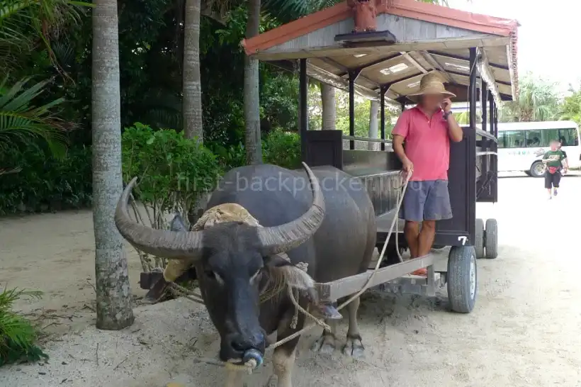 竹富島の水牛車・アーパー君