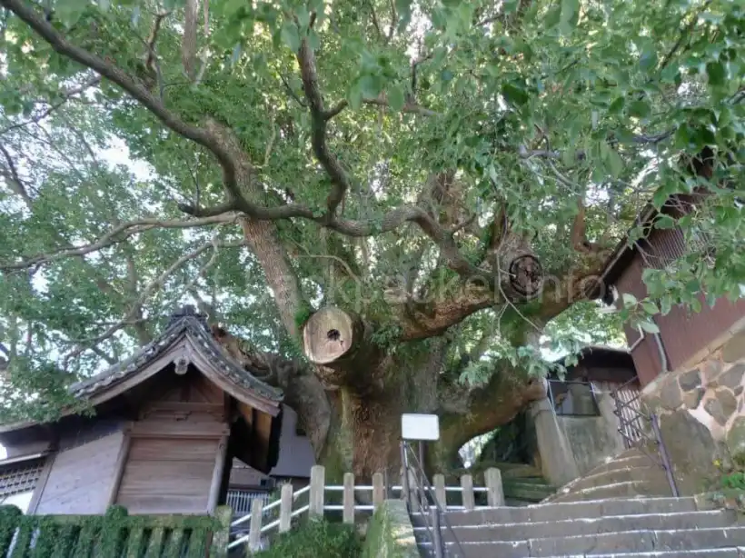長崎・大徳寺跡の大クスノキ
