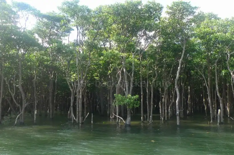 仲間川クルーズのマングローブ林