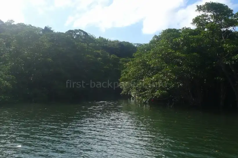 仲間川クルーズのマングローブ林