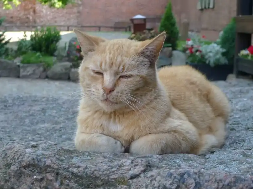 マルボルク城の猫