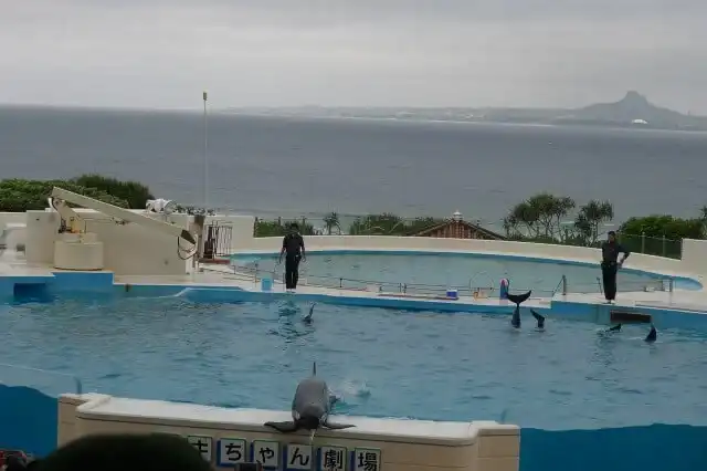 美ら海水族館 イルカショー