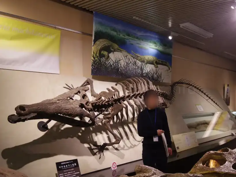 北海道大学総合博物館のボランティアガイドによる展示解説、マチカネワニ