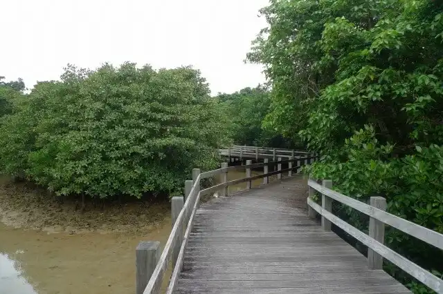 川満マングローブの遊歩道