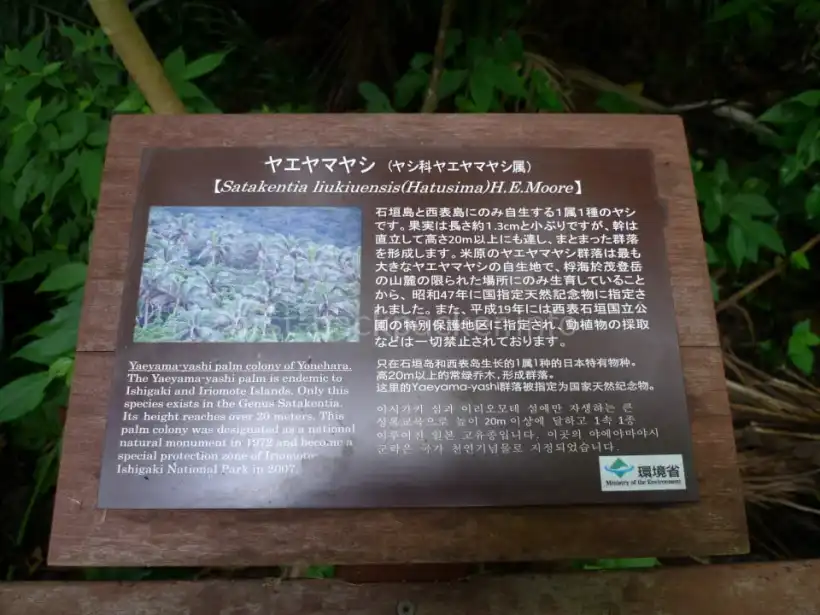 石垣島 前原ヤエヤマヤシ