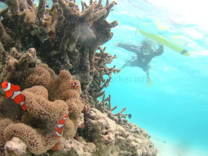 竹富島ツアーのスノーケリング