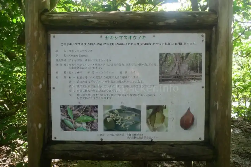 仲間川クルーズのサキシマスオウノキの看板